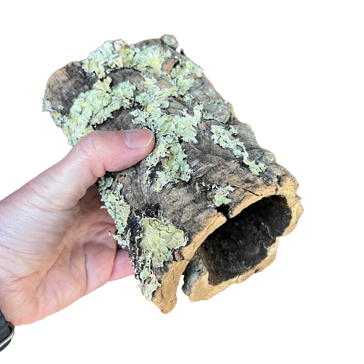 Hand holding a piece of lichen-covered tubed virgin cork bark to show texture and sized
