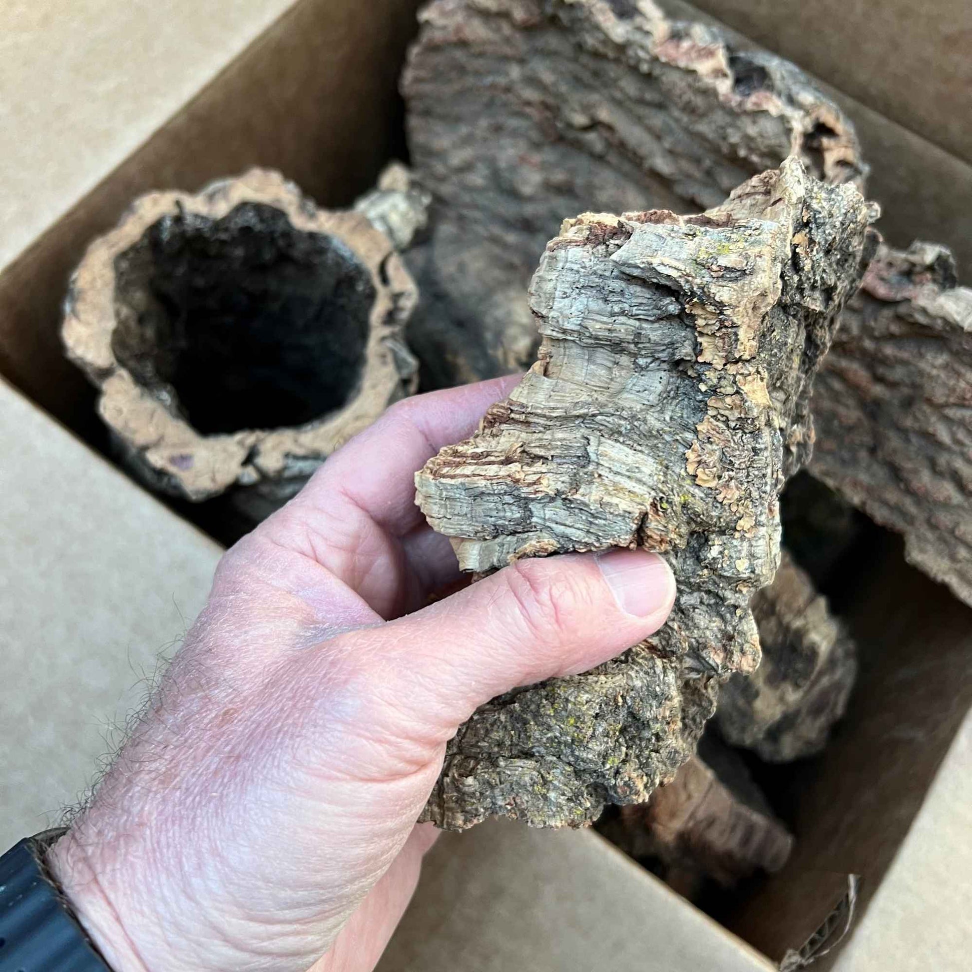 Hand holding a piece of cork bark with a box of similar cork pieces in the background