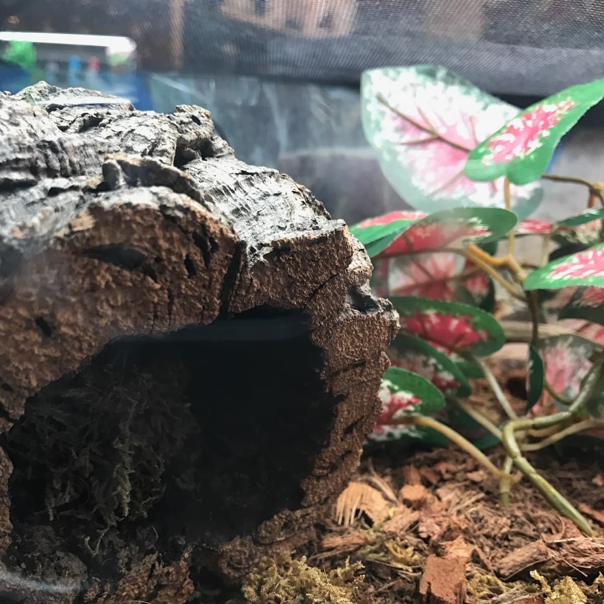Close-up of tubed cork bark in a terrarium setting with plants.