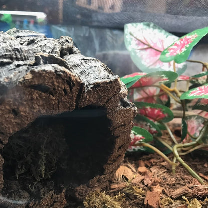 Close-up of tubed cork bark in a terrarium setting with plants.