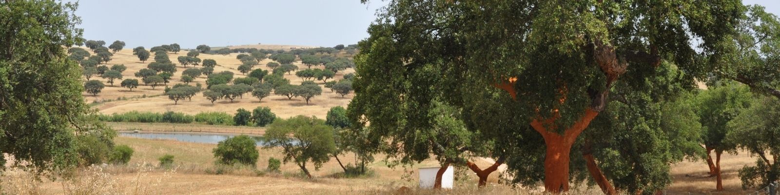 Cork tree after harvest in a cork oak forest