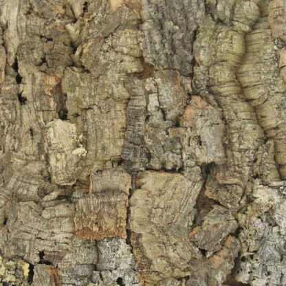 Close-up of cork bark texture featured on the Colorado cork wall tiles